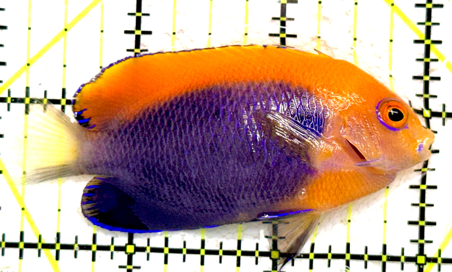 Flameback Angelfish (Africa) FA081804 WYSIWYG Size: M 2.75" approx