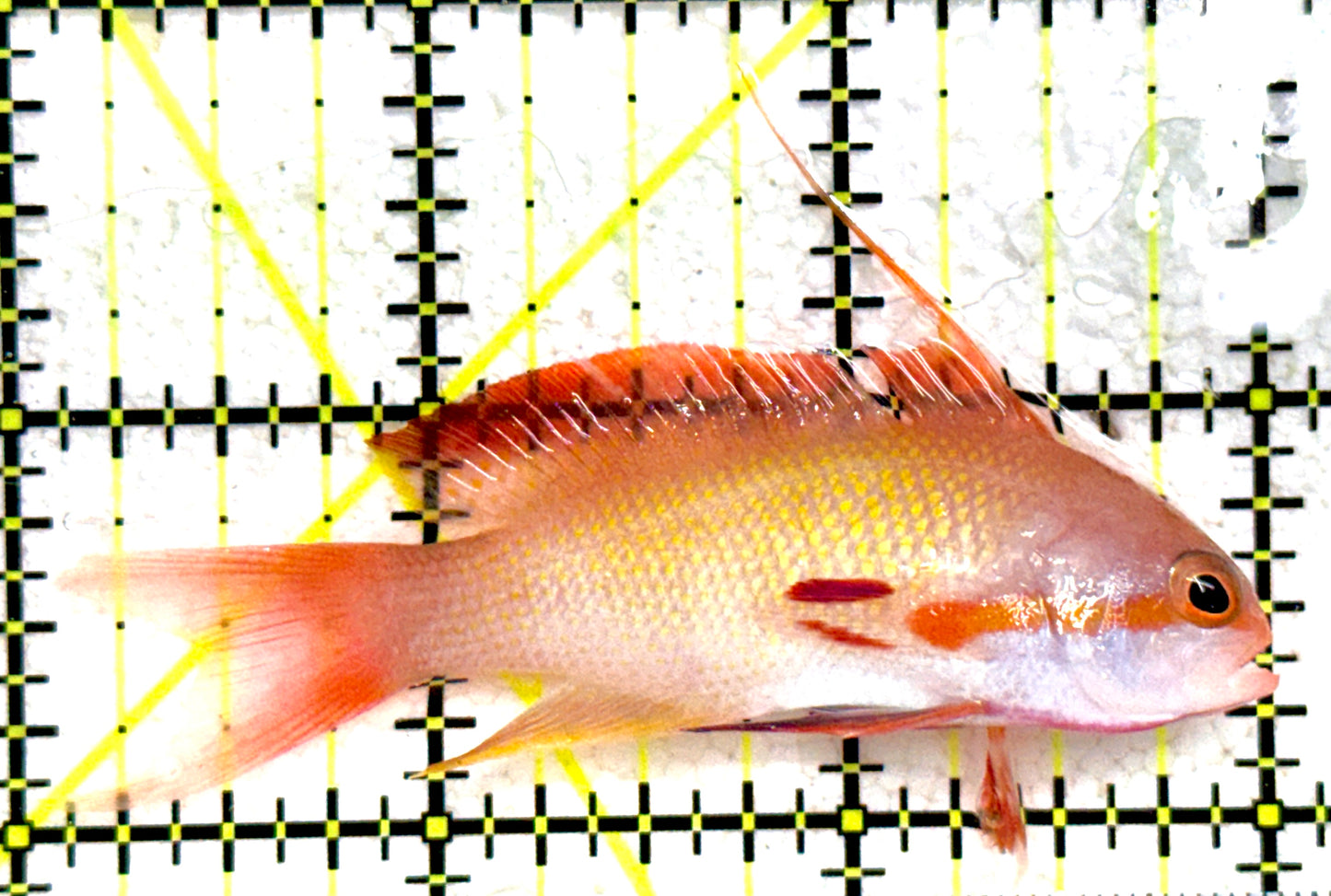 Male Lyretail Anthias (Maldives) MLA081801 WYSIWYG Size: L 3" approx
