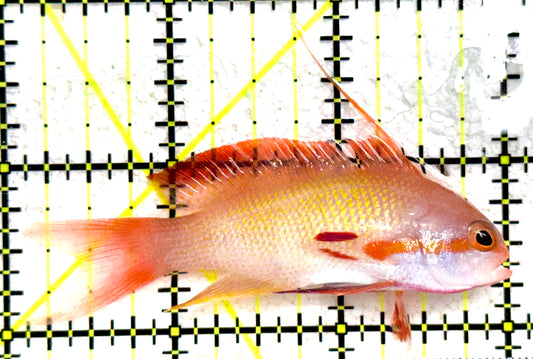 Male Lyretail Anthias (Maldives) MLA081801 WYSIWYG Size: L 3" approx