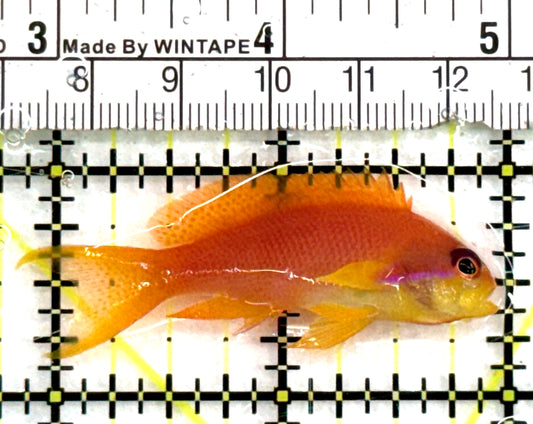 Female Lyretail Anthias (Maldives) FLA083102 WYSIWYG Size: M 2.25" approx