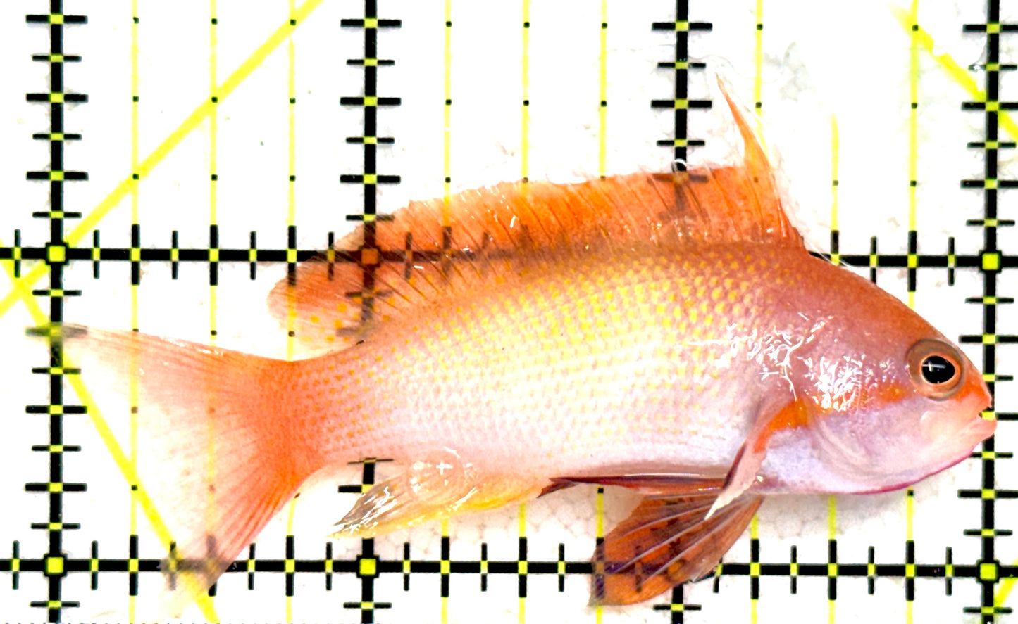 Male Lyretail Anthias (Maldives) MLA081802 WYSIWYG Size: L 3" approx