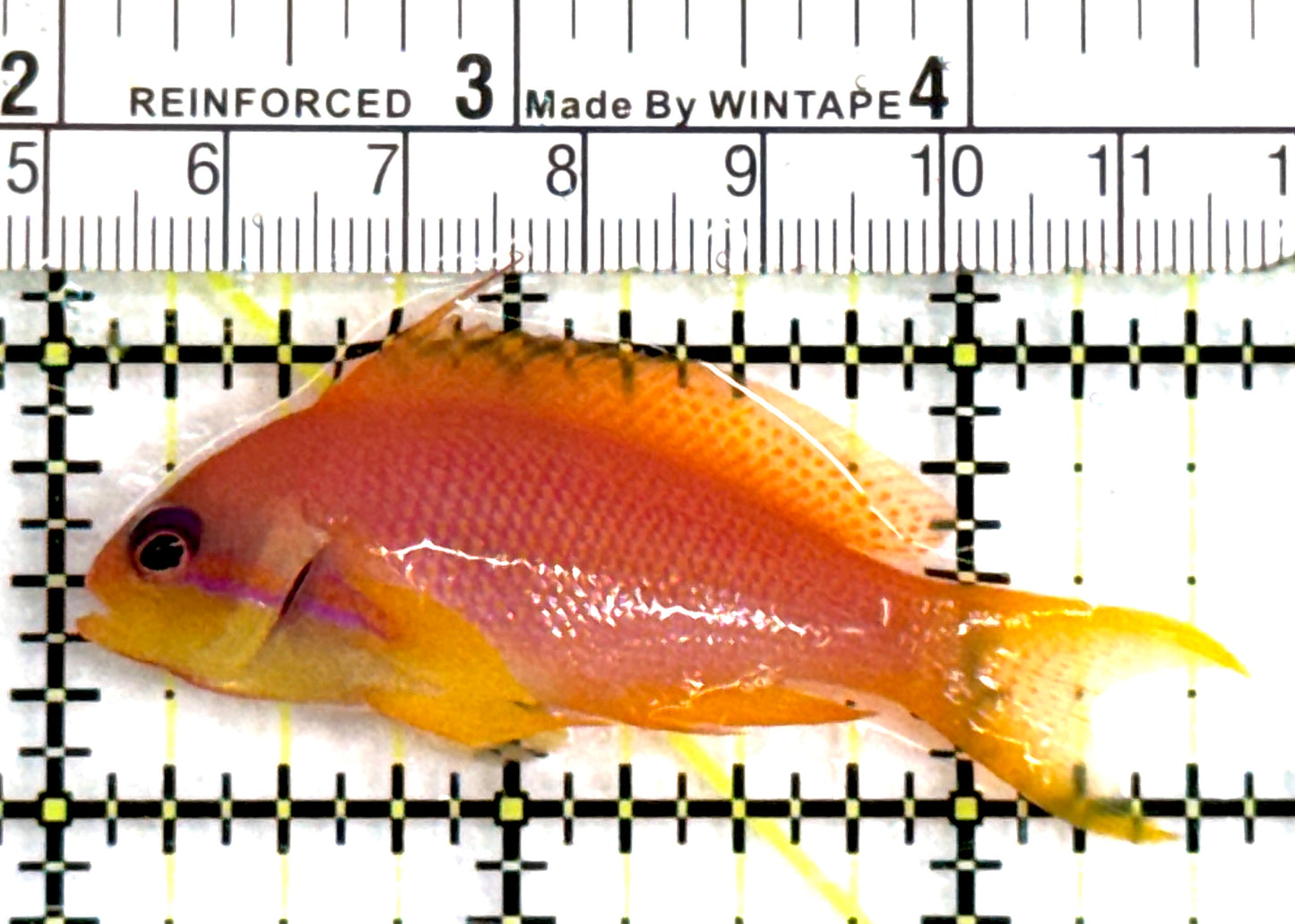 Female Lyretail Anthias (Maldives) FLA083103 WYSIWYG Size: M 2.5" approx