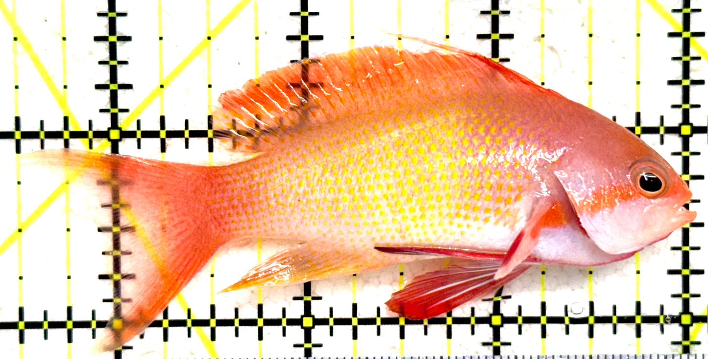 Male Lyretail Anthias (Maldives) MLA081803 WYSIWYG Size: L 3.5" approx
