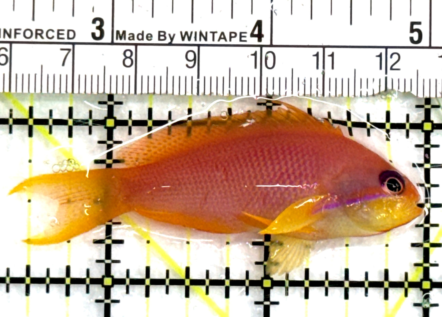 Female Lyretail Anthias (Maldives) FLA083103 WYSIWYG Size: M 2.5" approx