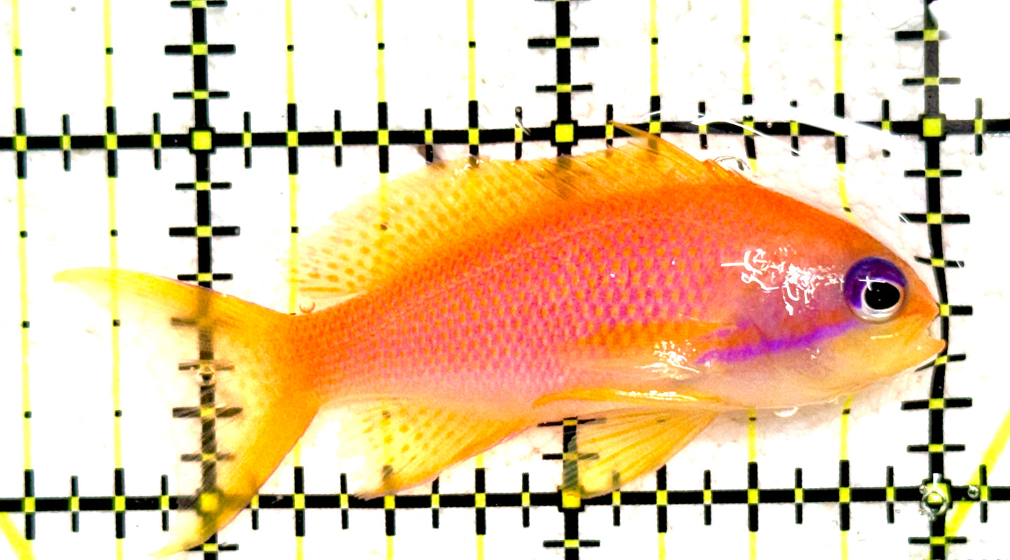 Female Lyretail Anthias (Maldives) FLA081801 WYSIWYG Size: SHOW XXL 2.5" approx