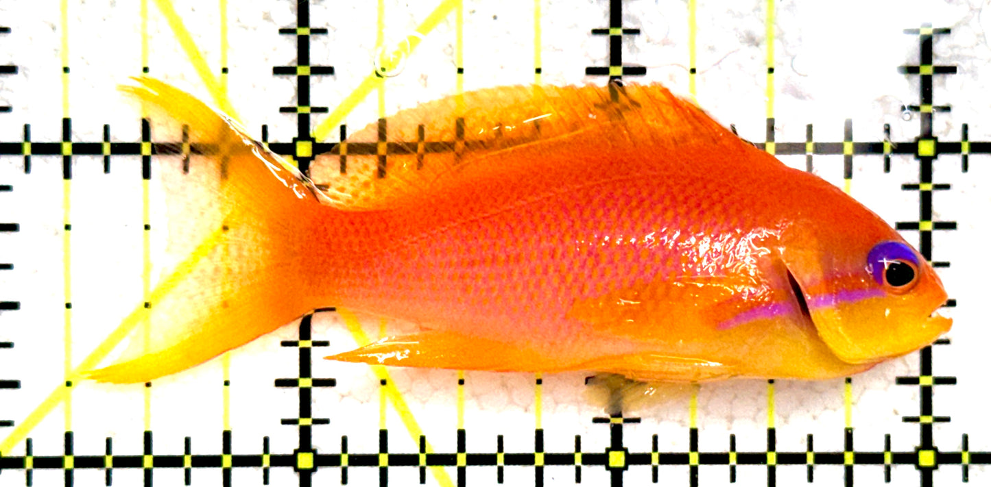 Female Lyretail Anthias (Maldives) FLA081802 WYSIWYG Size: SHOW XXL 2.75" approx