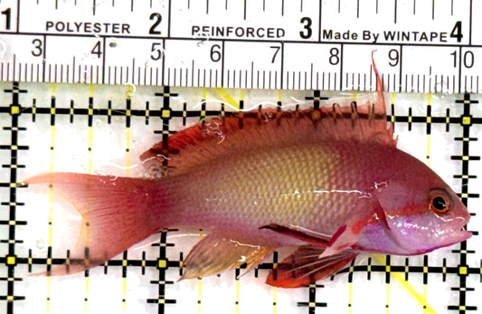 Male Lyretail Anthias (Maldives) MLA083101 WYSIWYG Size: M 3" approx