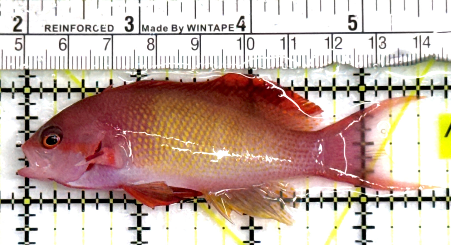 Male Lyretail Anthias (Maldives) MLA083102 WYSIWYG Size: L 3.75" approx