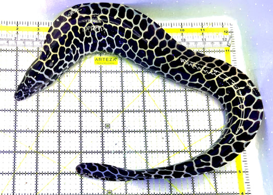 Tessellata Eel TE062701 WYSIWYG Size: XL 18" approx (Thick Diameter)