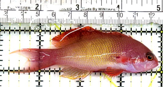 Male Lyretail Anthias (Maldives) MLA083102 WYSIWYG Size: L 3.75" approx