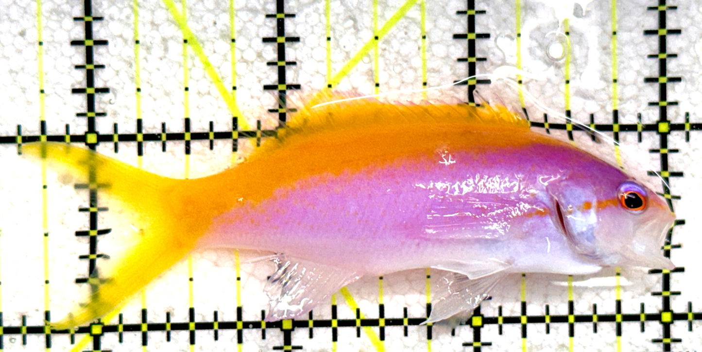 Evan's Anthias EA081803 WYSIWYG Size: XL 3.25" approx