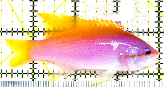 Evan's Anthias EA081802 WYSIWYG Size: XL 3.75" approx