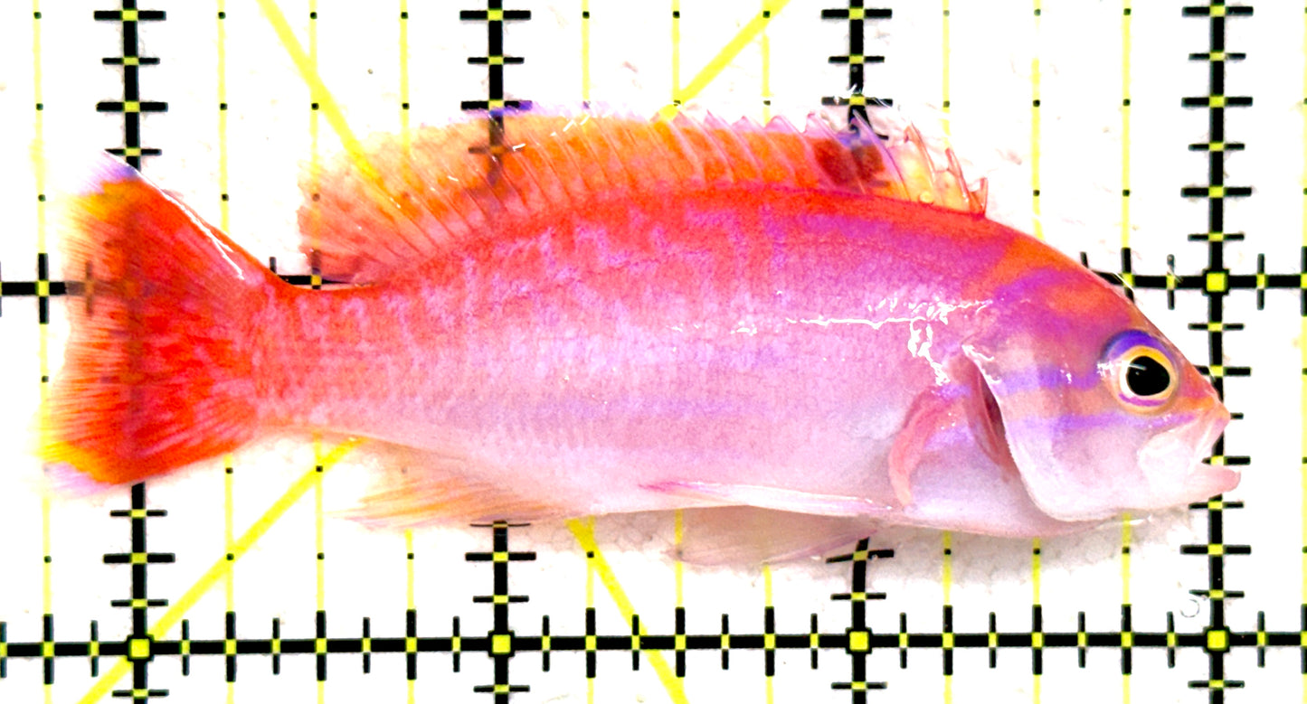 Bimaculatus Anthias Male BAM081801 WYSIWYG Size: XL 3.25" approx