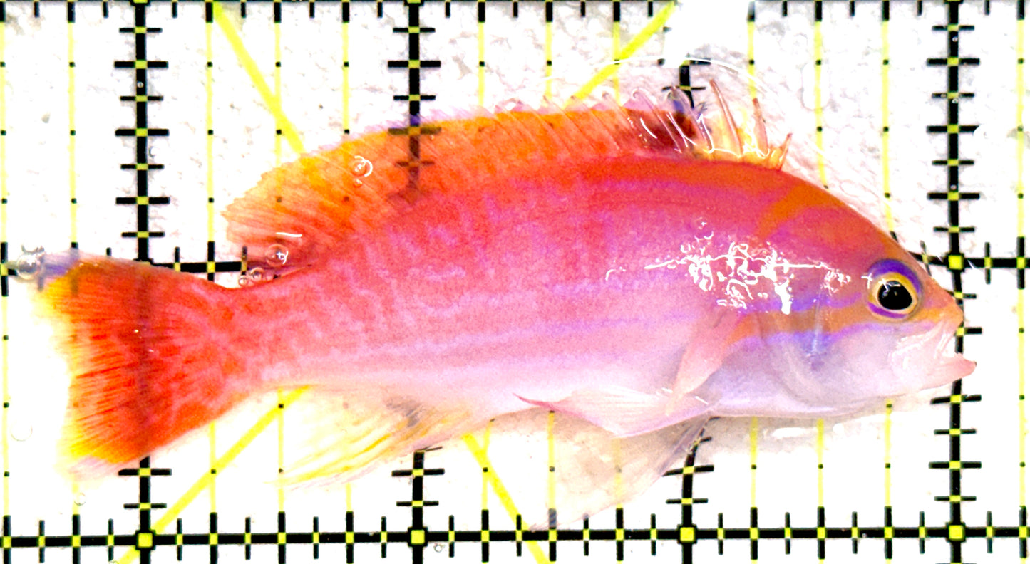 Bimaculatus Anthias Male BAM081802 WYSIWYG Size: XL 3.25" approx