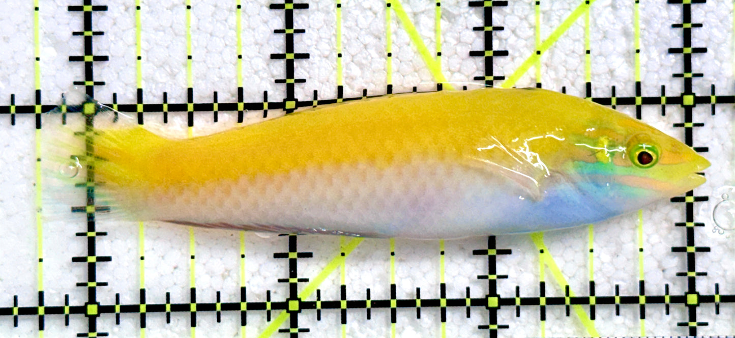 Yellow Purple Wrasse YPW081701 WYSIWYG Size: L 3.25"
