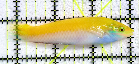 Yellow Purple Wrasse YPW081701 WYSIWYG Size: L 3.25"