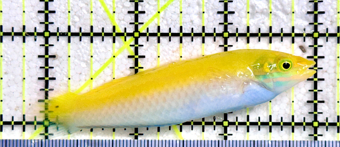 Yellow Purple Wrasse YPW081702 WYSIWYG Size: L 3.25"
