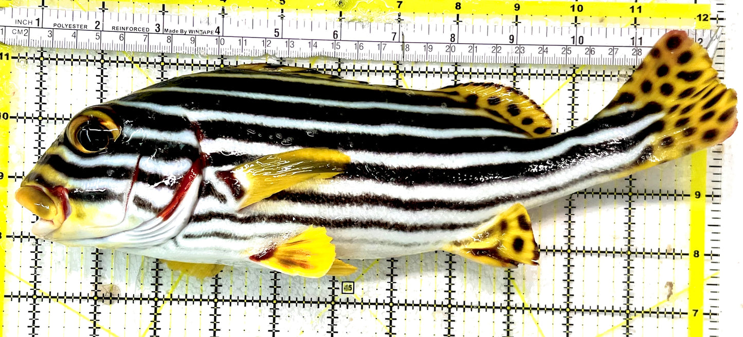 Painted Sweetlips PS070101 WYSIWYG Size: XXL/SHOW 12" approx