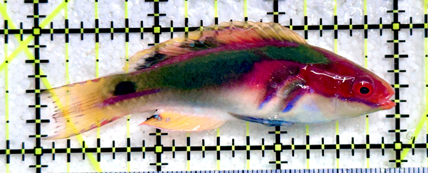Exquisite Fairy Wrasse (Maldives Special Grade) EFW081701 WYSIWYG Size: M 3"