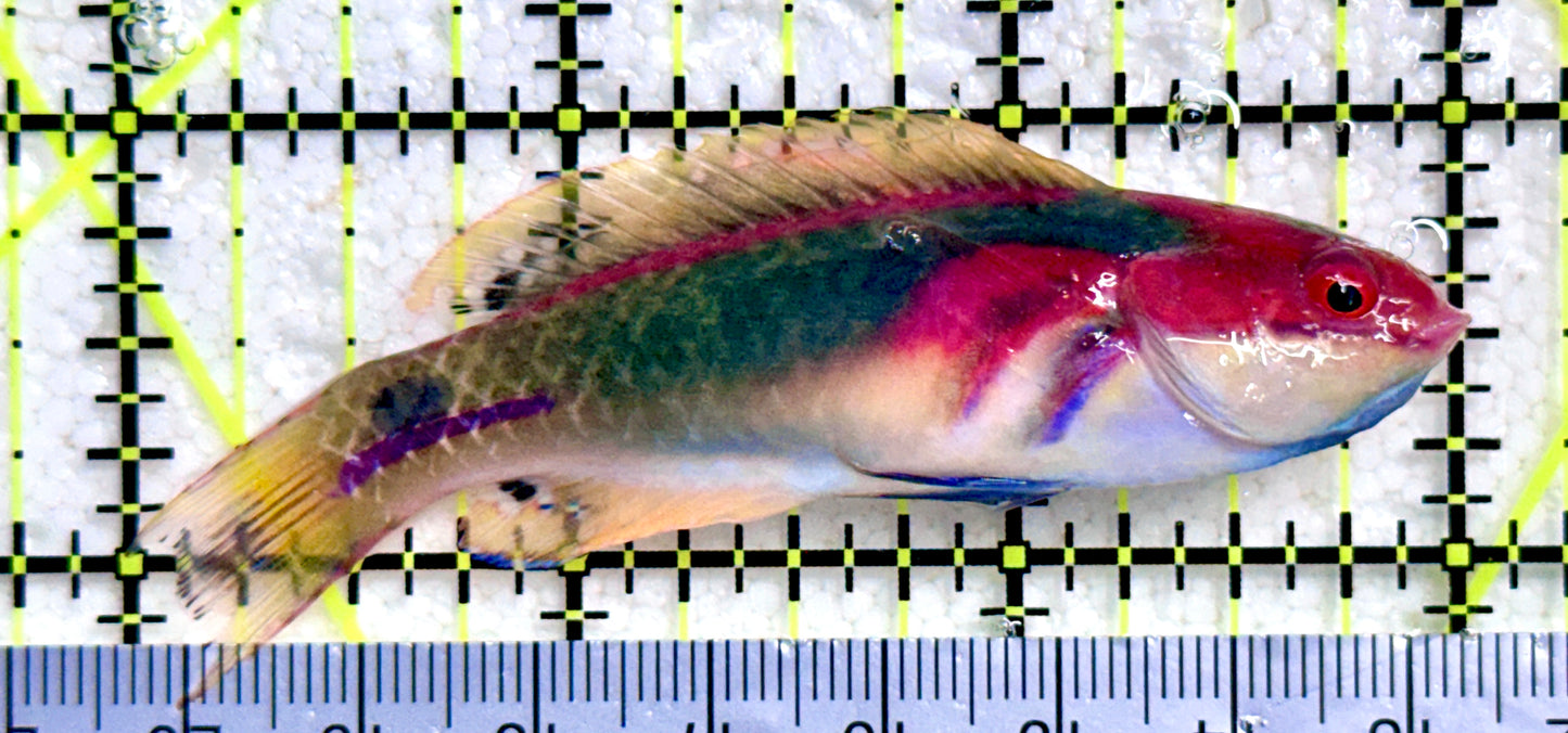 Exquisite Fairy Wrasse (Maldives Special Grade) EFW081702 WYSIWYG Size: M 3"