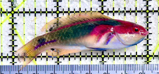 Exquisite Fairy Wrasse (Maldives Special Grade) EFW081702 WYSIWYG Size: M 3"