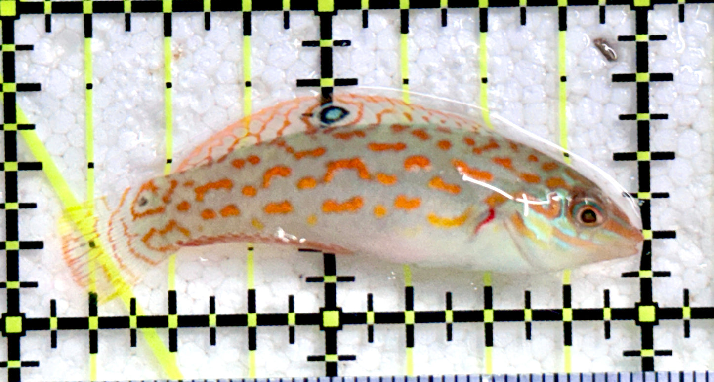 Timor Wrasse TW081701 WYSIWYG Size: M 2"