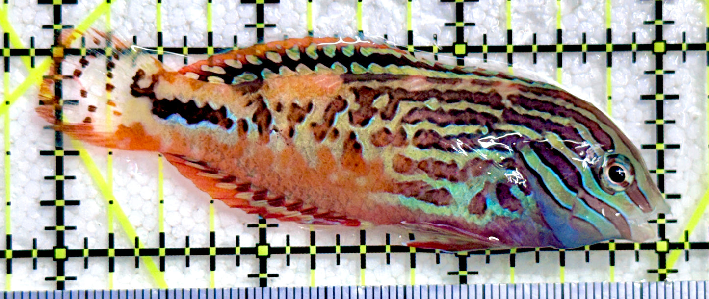 BlueStar Divided Leopard Wrasse Male BDLWM081701 WYSIWYG Size: M 3"