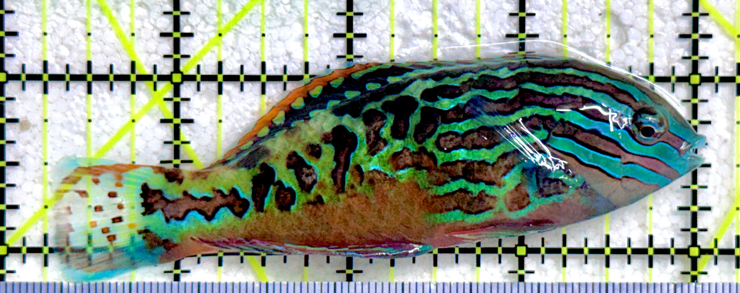 BlueStar Divided Leopard Wrasse Male BDLWM081702 WYSIWYG Size: XL 3.75"