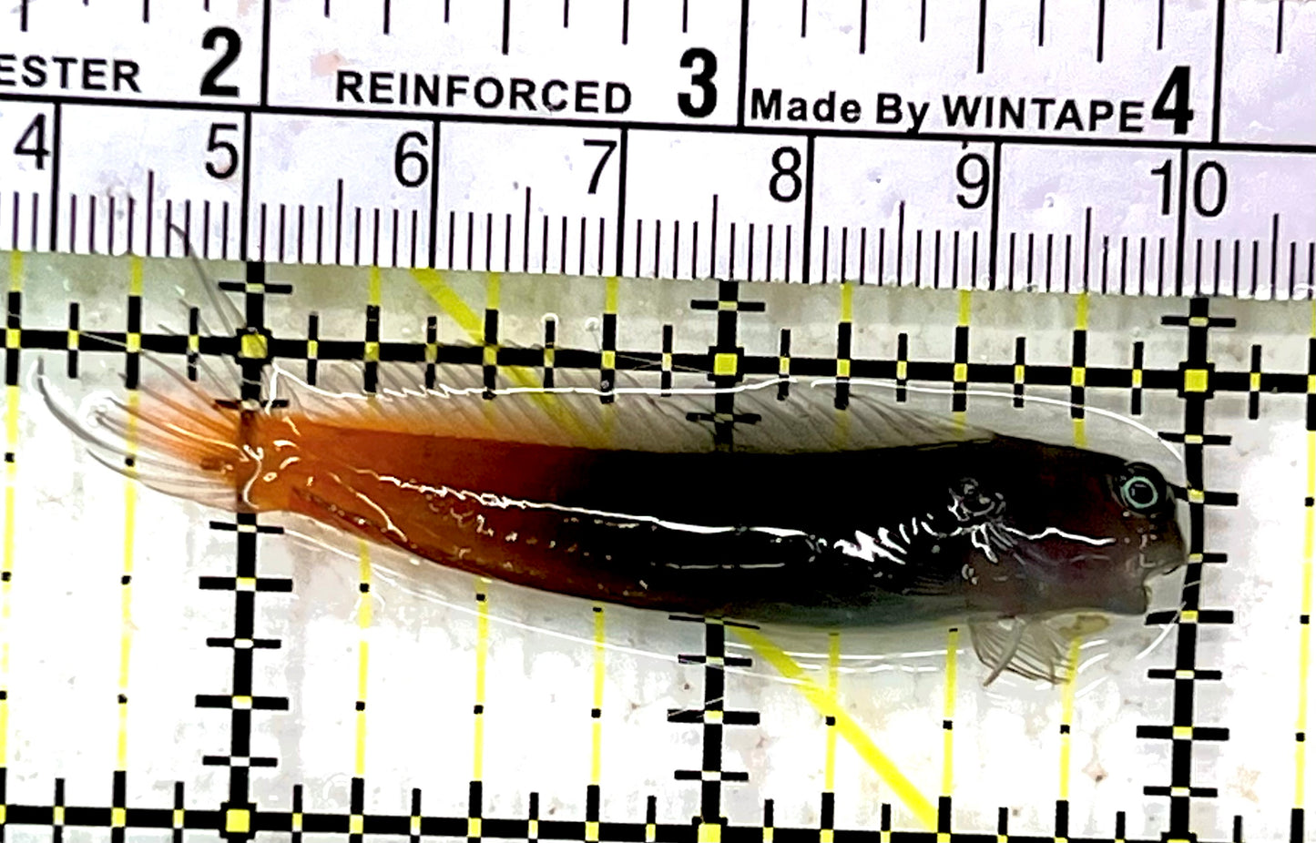 Bicolor Blenny BB062702 WYSIWYG Size: M 2.5" approx