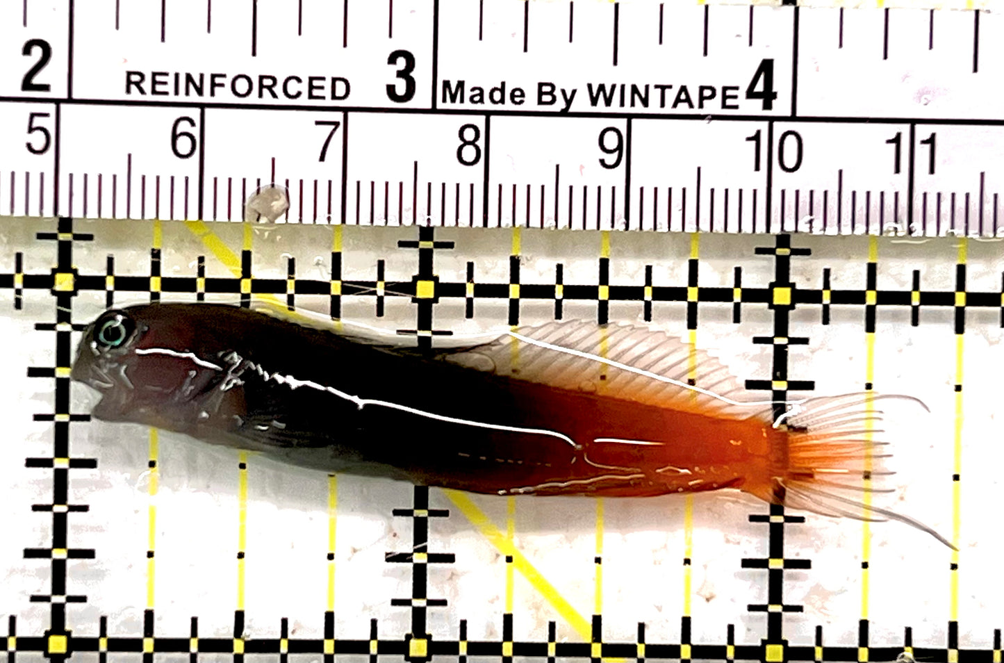 Bicolor Blenny BB062702 WYSIWYG Size: M 2.5" approx