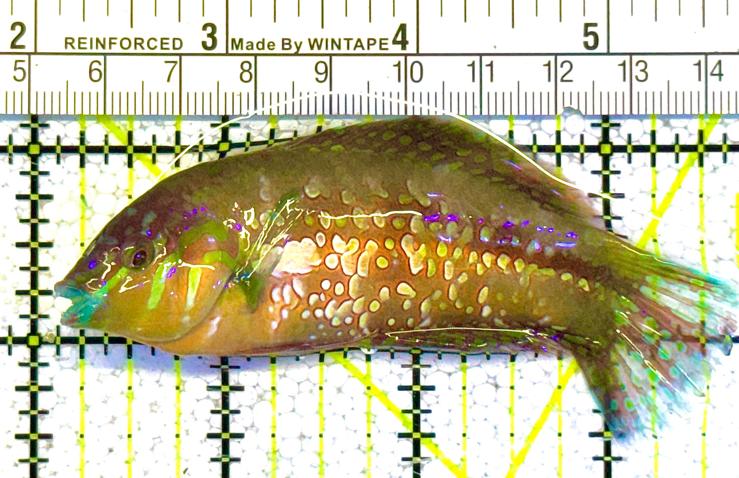 Finspot Gold Nugget Wrasse Size: M 2" to 2.5"