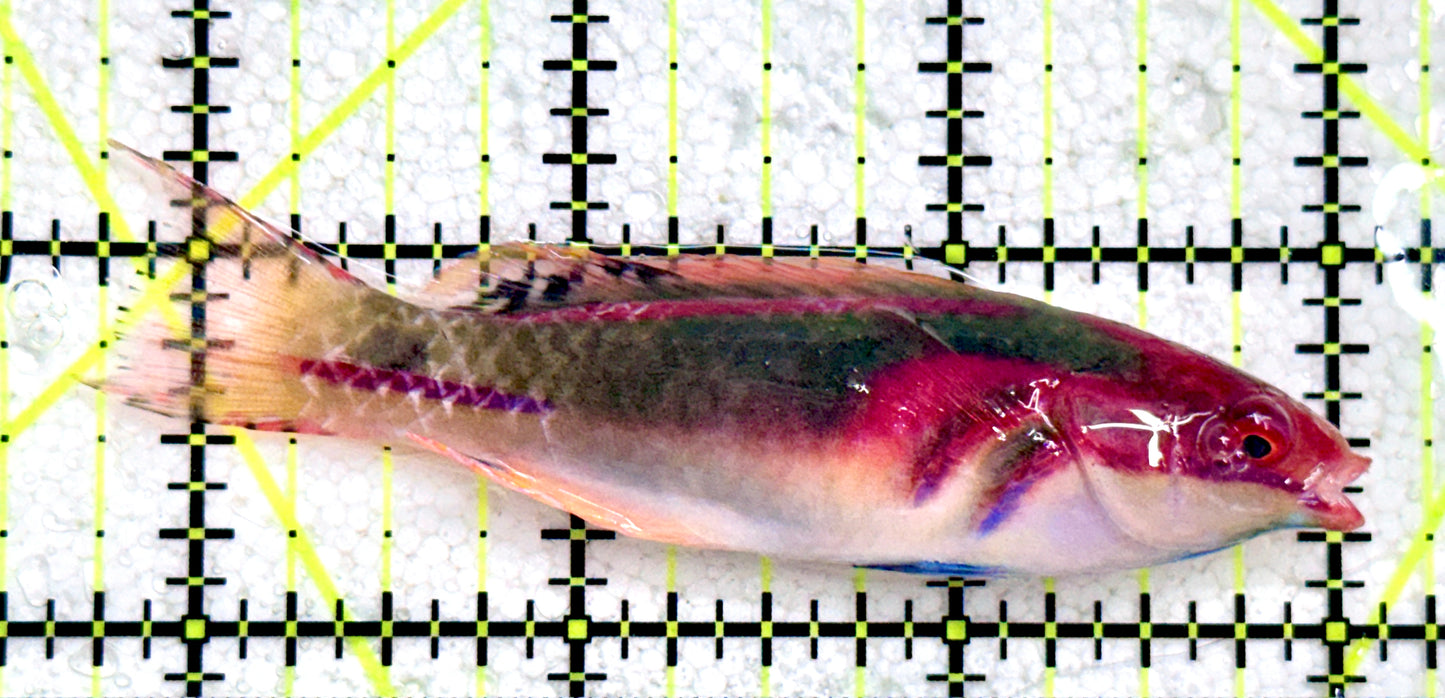 Exquisite Fairy Wrasse (Maldives Special Grade) EFW081703 WYSIWYG Size: L  3.25"