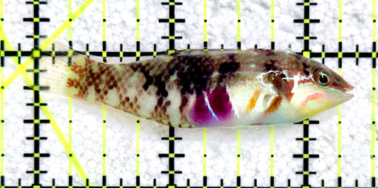 Nebulous Picture Wrasse NPW081701 WYSIWYG Size: L 2.5"