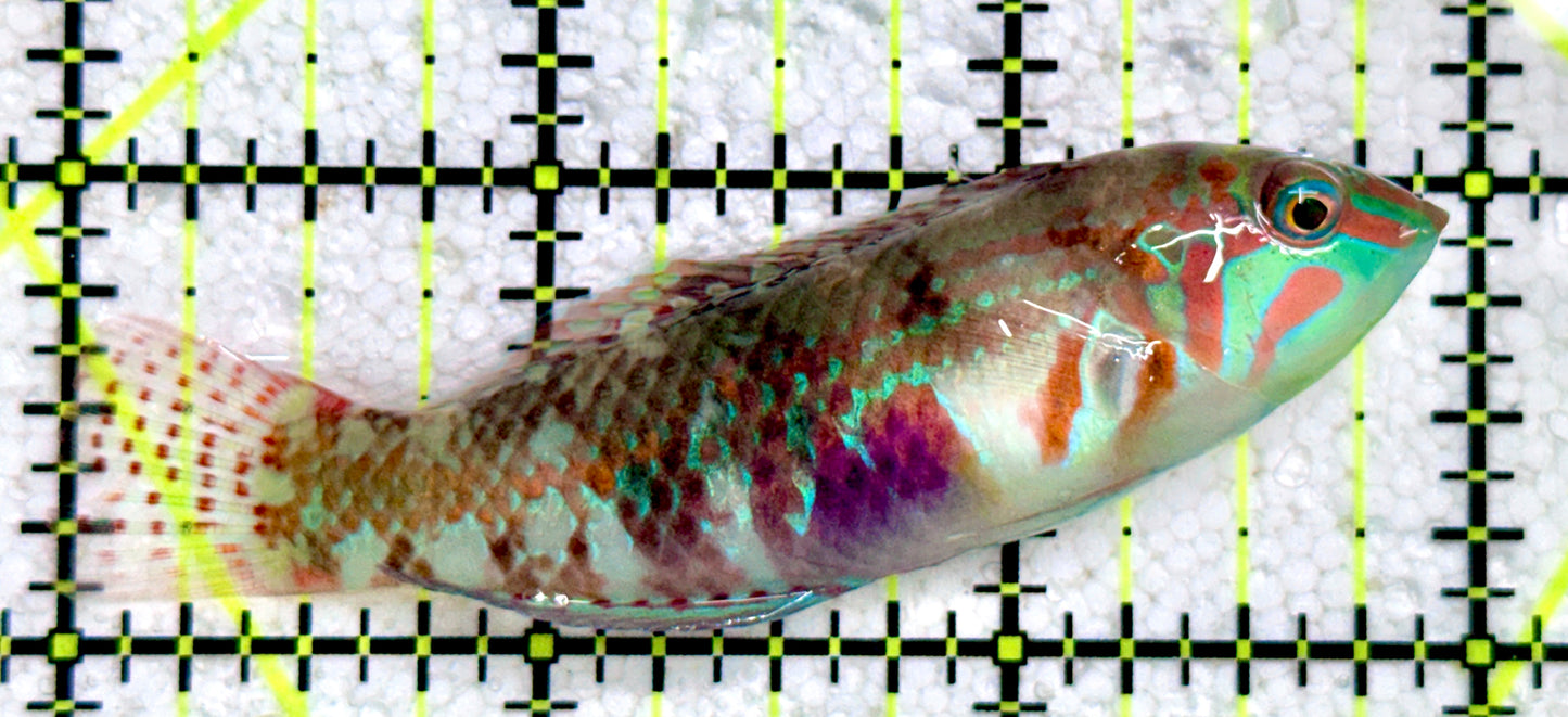 Nebulous Picture Wrasse NPW081702 WYSIWYG Size: XL 3"