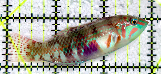 Nebulous Picture Wrasse NPW081702 WYSIWYG Size: XL 3"