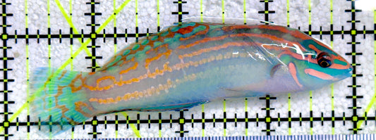 Adorned Wrasse AW081701 WYSIWYG Size: L 3.75"