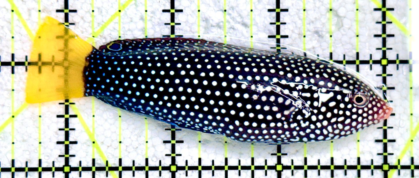 Yellowtail Tamarin Wrasse YTW081701 WYSIWYG Size: XL 3.5"