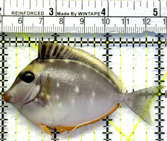 Naso Tang NT083001 WYSIWYG Size: S 3"