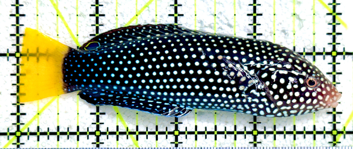 Yellowtail Tamarin Wrasse YTW081702 WYSIWYG Size: XL 4"