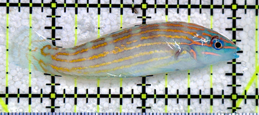 Adorned Wrasse AW081702 WYSIWYG Size: L 2.5"