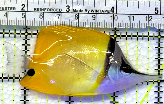 Yellow Longnose Butterflyfish YLB083001 WYSIWYG Size: M 3.5"