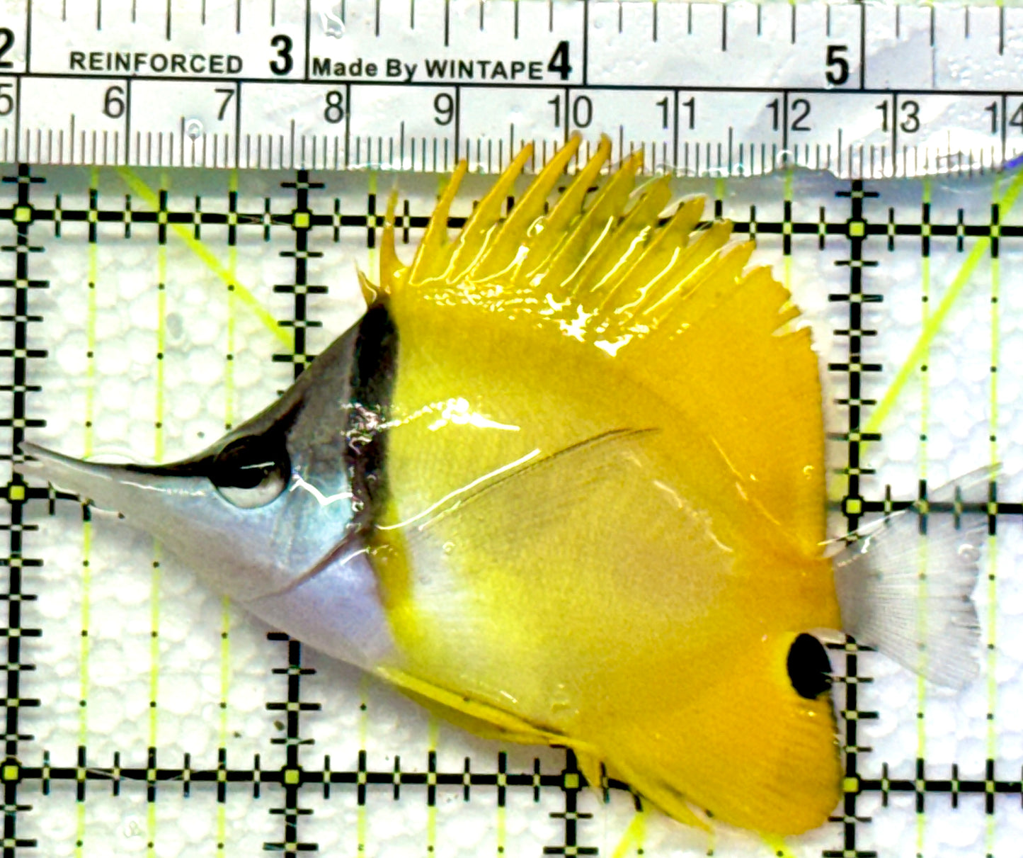Yellow Longnose Butterflyfish YLB083001 WYSIWYG Size: M 3.5"