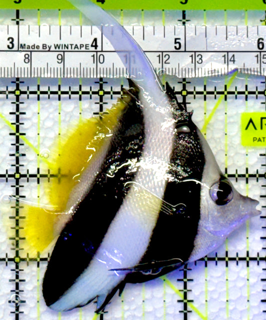 Heniochus Butterflyfish HB083001 WYSIWYG Size: M 3"