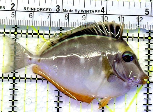Naso Tang NT083002 WYSIWYG Size: M 3.25"