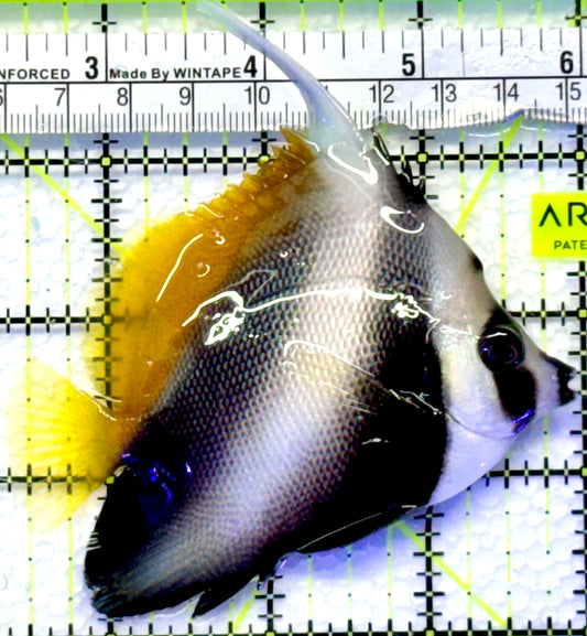 Masked Heniochus Butterflyfish Red Sea MHB083001 WYSIWYG Size: ML 3.5"