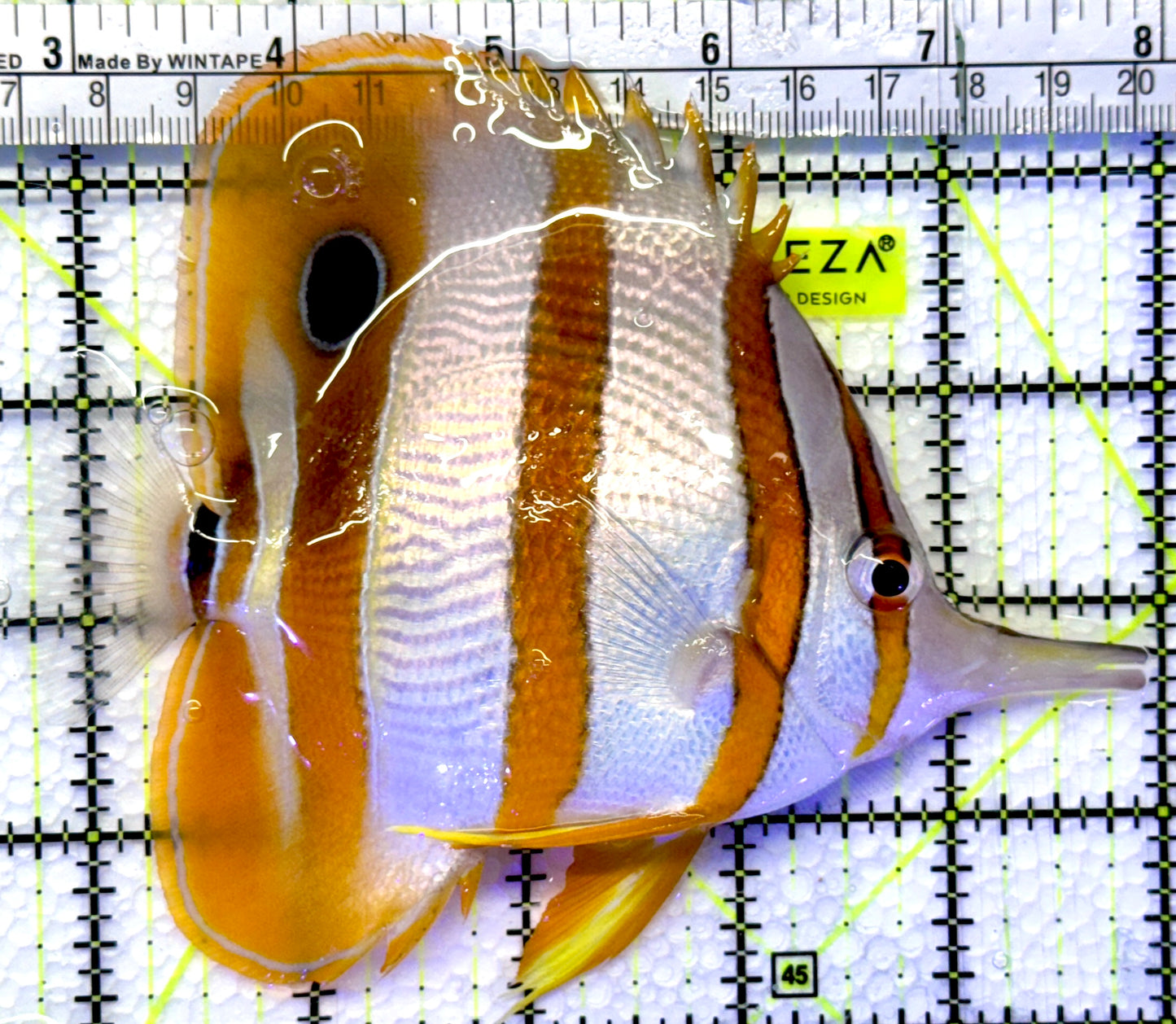Copperband Butterflyfish CB083101 WYSIWYG Size: XL 5.25"