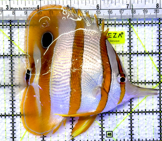 Copperband Butterflyfish CB083101 WYSIWYG Size: XL 5.25"