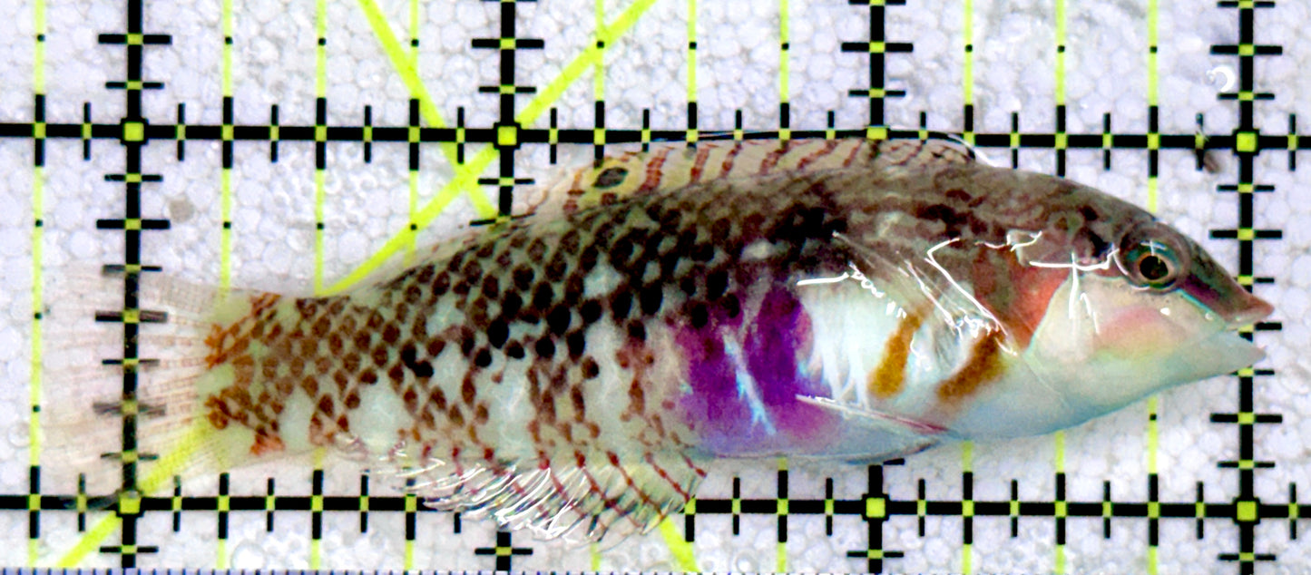 Nebulous Picture Wrasse NPW081703 WYSIWYG Size: SHOW 3.25"
