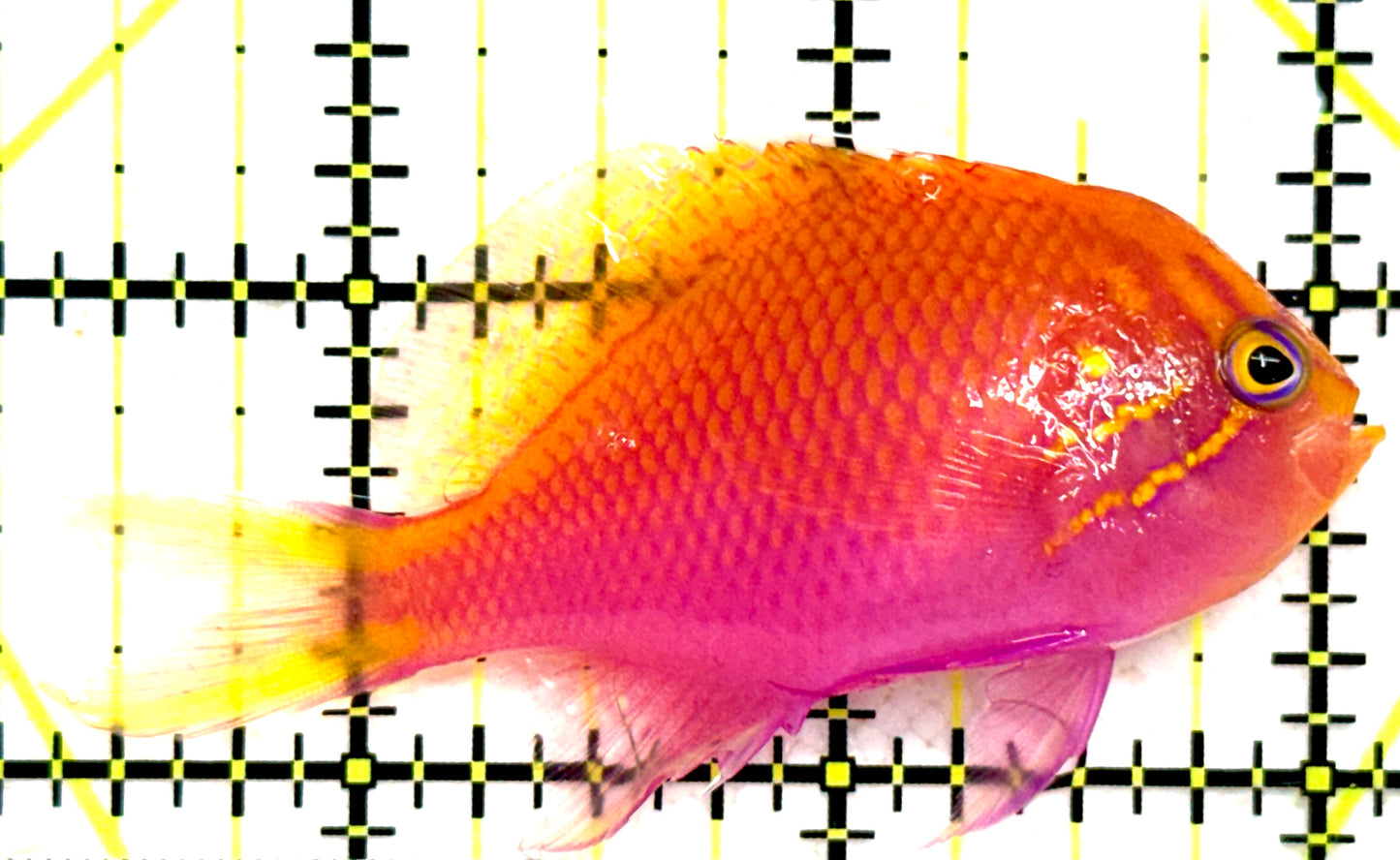 Sunburst Anthias SA081702 WYSIWYG Size: M 2.5" approx