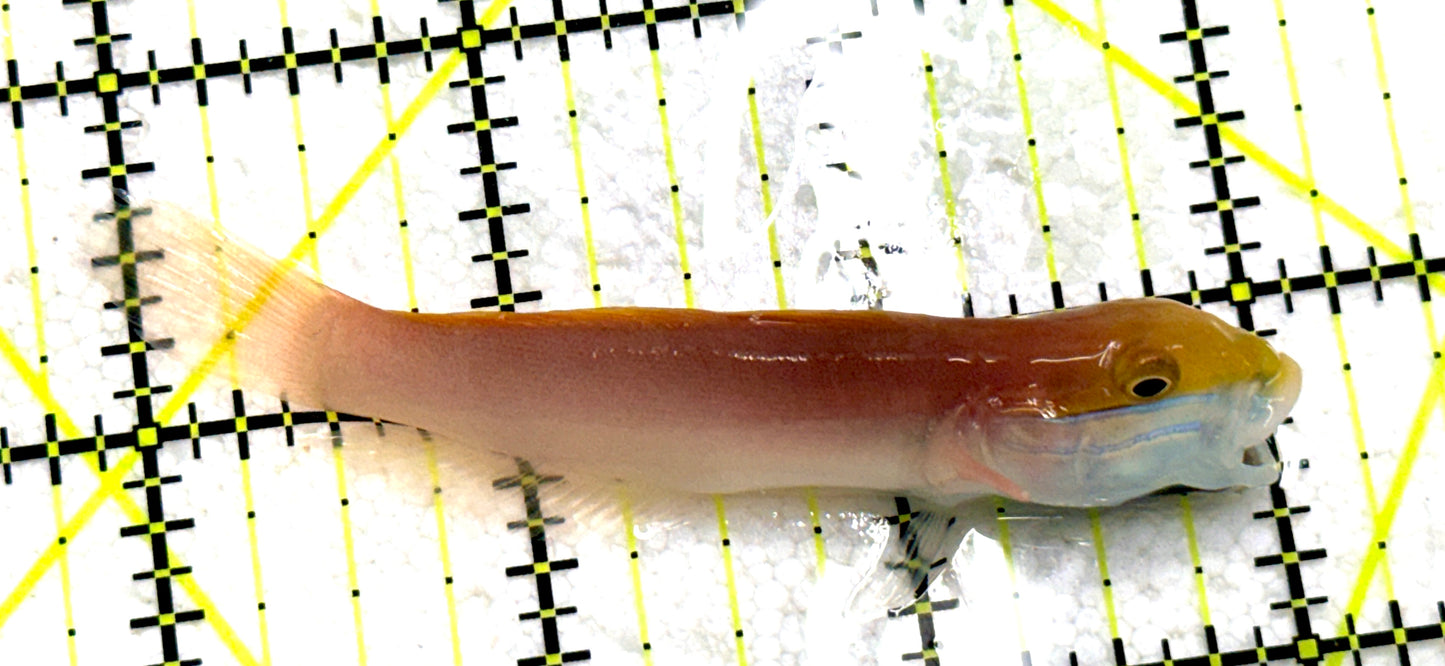 Bella Rose Sand Shifting Goby BRSSG081702 WYSIWYG Size:  L 3.25" approx